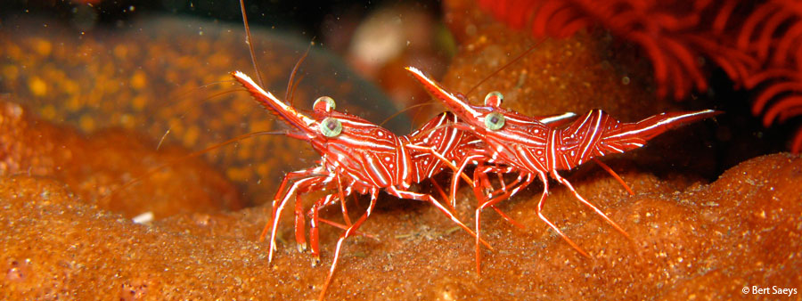 Bali Sea Shrimps