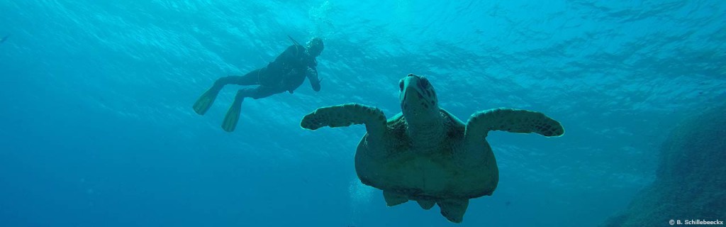 Schildpad en Bert (Marsa Alam) - B. Schillebeeckx