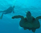 Schildpad en Bert (Marsa Alam) - B. Schillebeeckx